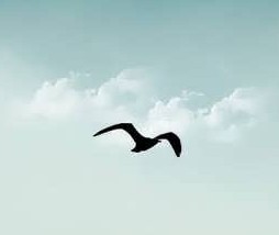 دلنوشته رهایی دلنوشته رهایی